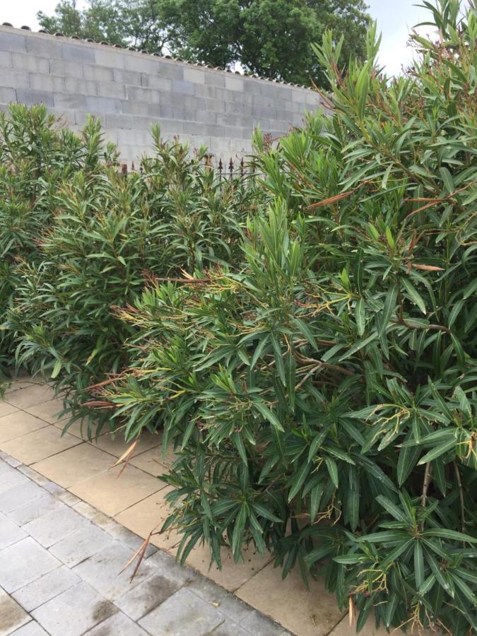 לה קאנה Chambre Spacieuse Independante Dans Villa Plus Parking Privee מראה חיצוני תמונה